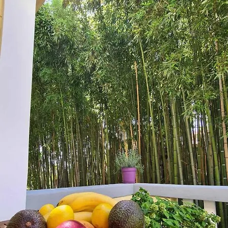 Bamboo 5
